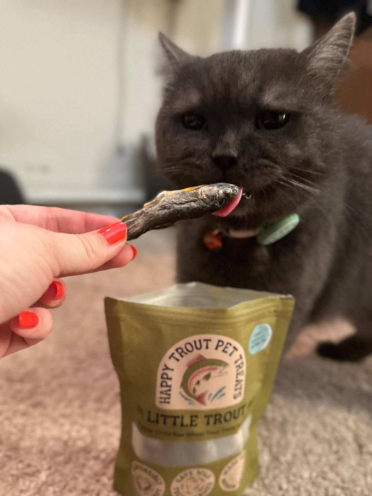 Gray cat eating a Little Trout freeze-dried fish treat next to the Happy Trout bag