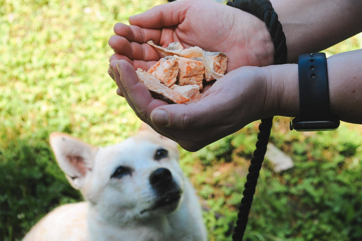 White dog looking up at a handful of Happy Trout Trout Tidbits