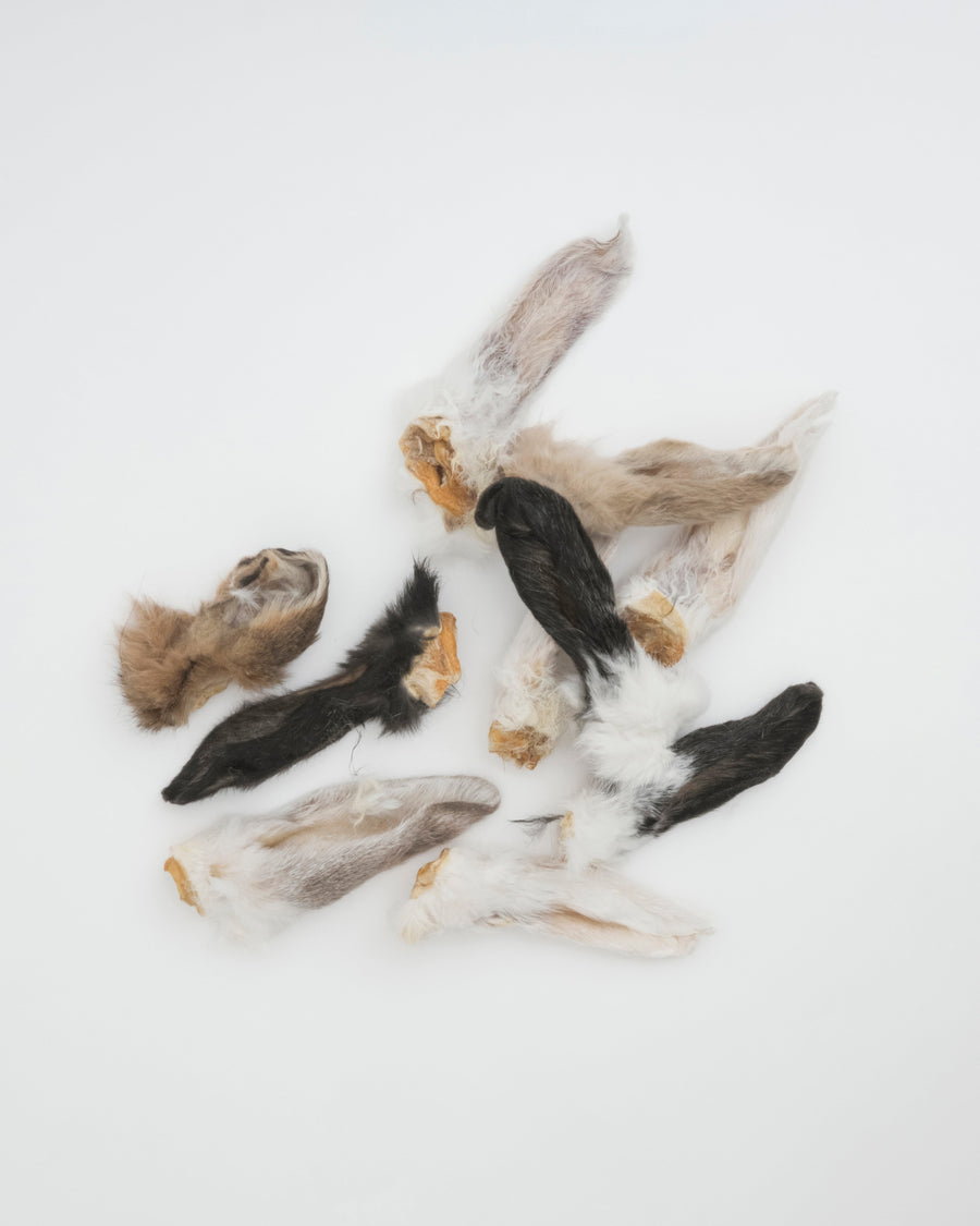 Amica Science Rabbit Ears, out of bag