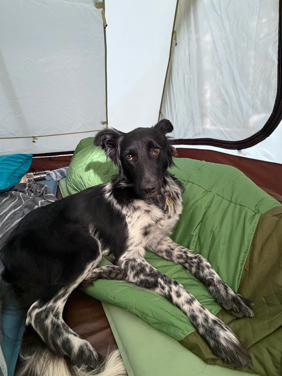 High Sierra Trail Mix - Amica Science x Pretty Good Boy Collab Pack