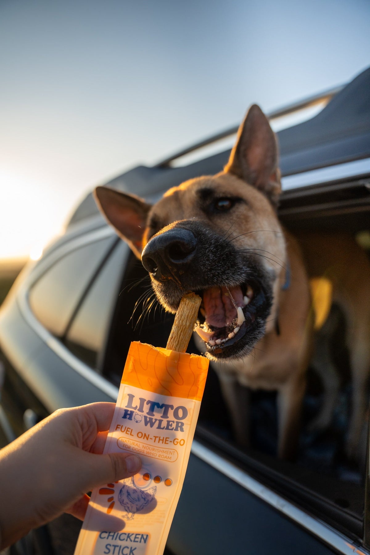Dog in a car window chewing a Litto Howler Chicken Stick