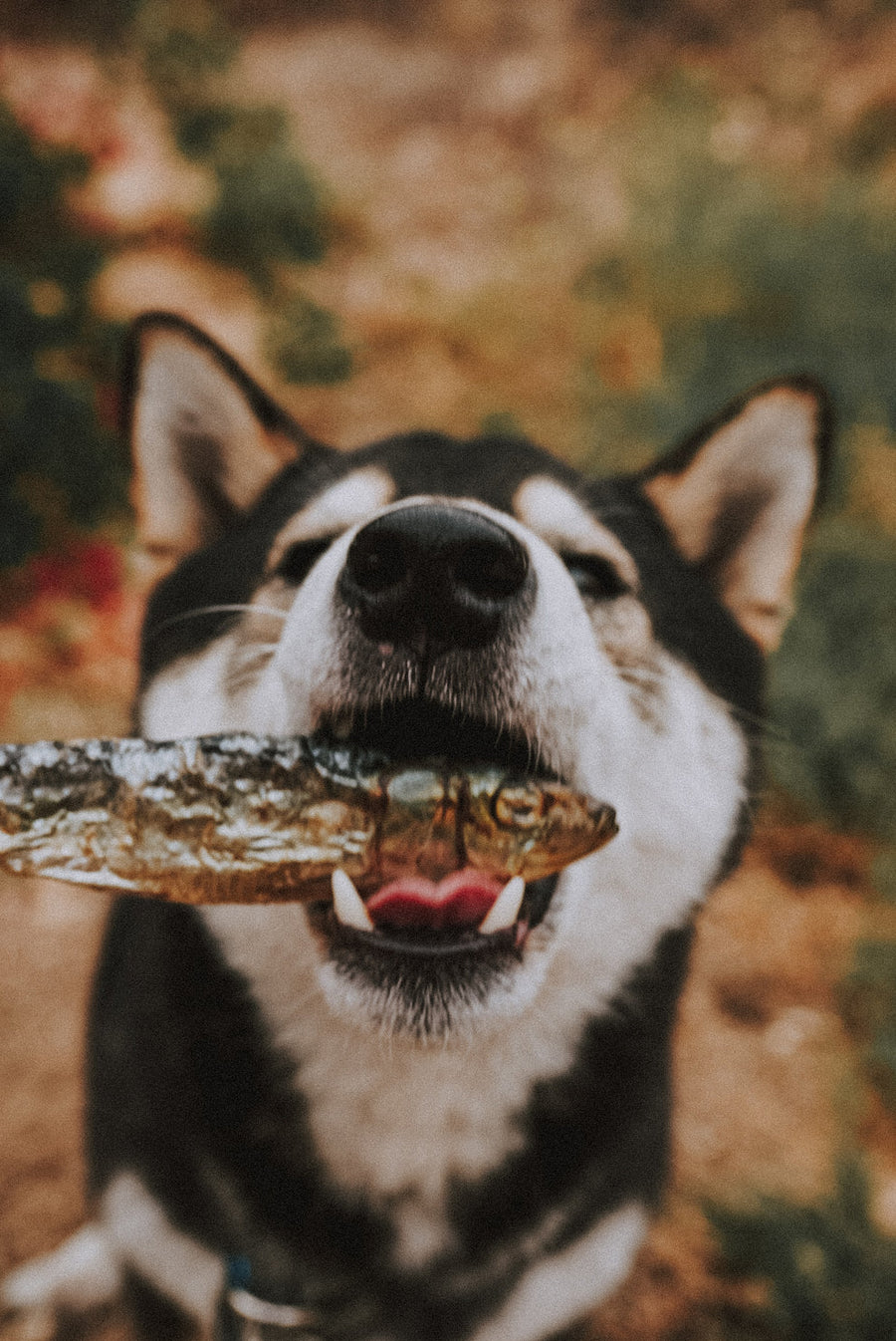 Freeze-Dried Whole Sardines