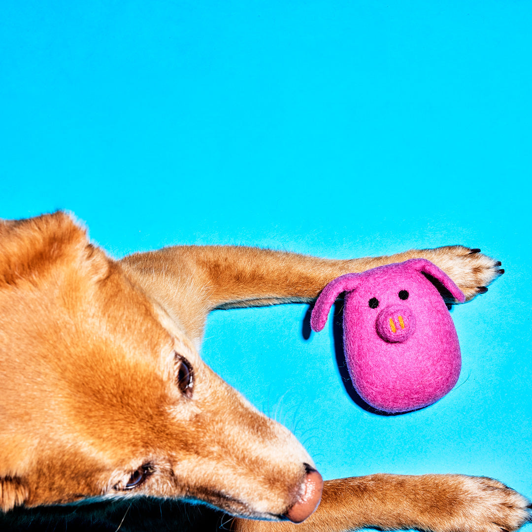 Dog resting with Ware of the Dog pink felted wool pig dog toy on blue background