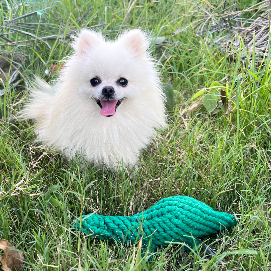 Pomeranian sitting in the grass beside Rex the Green Dinosaur Rope Toy