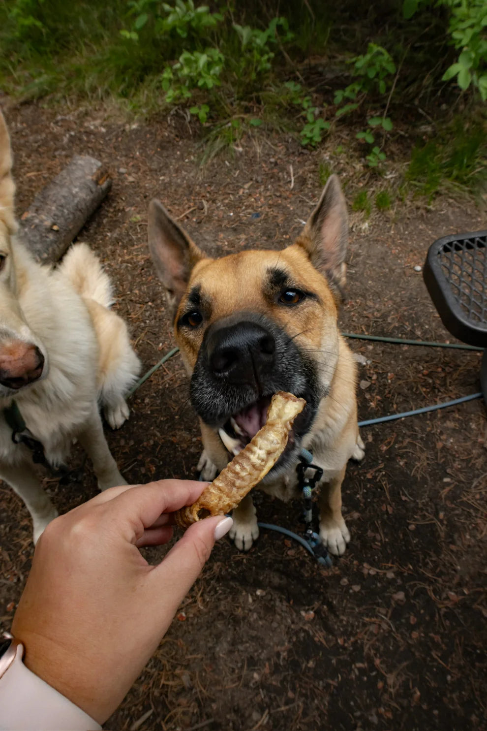 Lamb Trachea