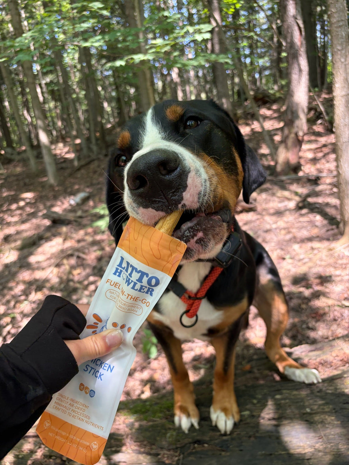 Litto Howler Chicken Stick held out to a Bernese mountain dog outdoors