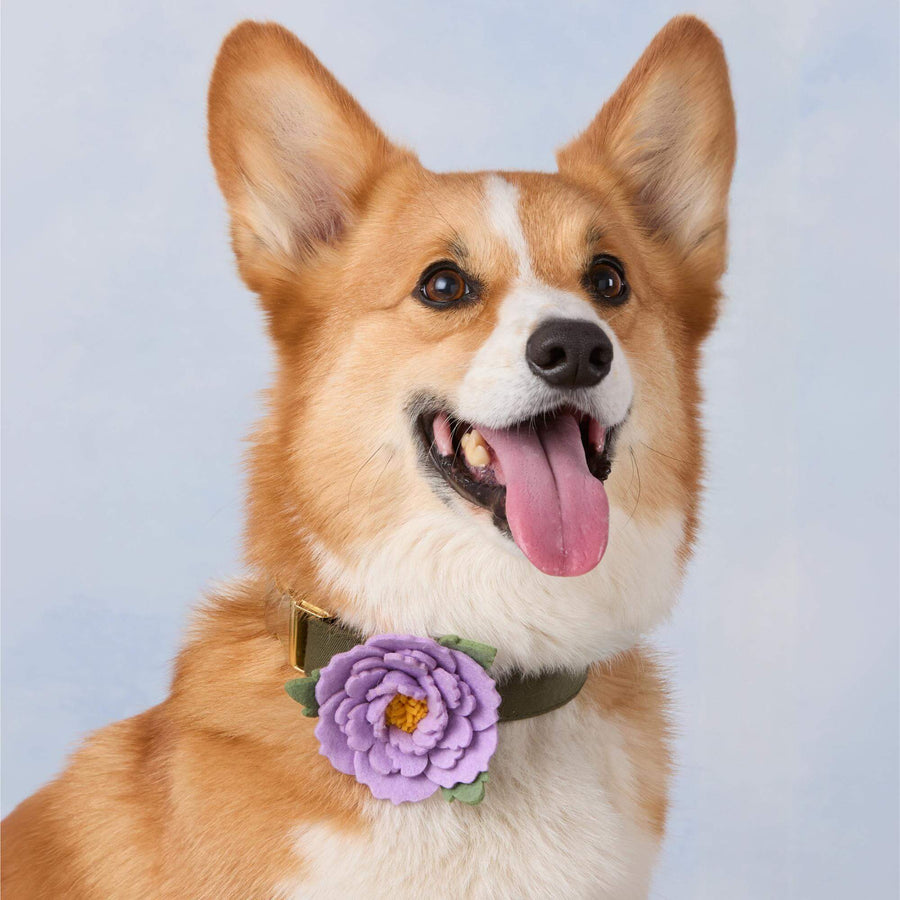 Peony Dog Collar Flower