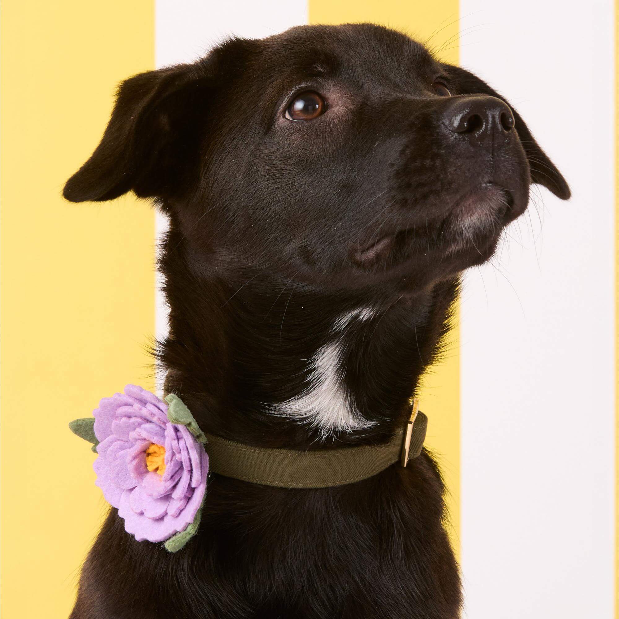 Peony Dog Collar Flower