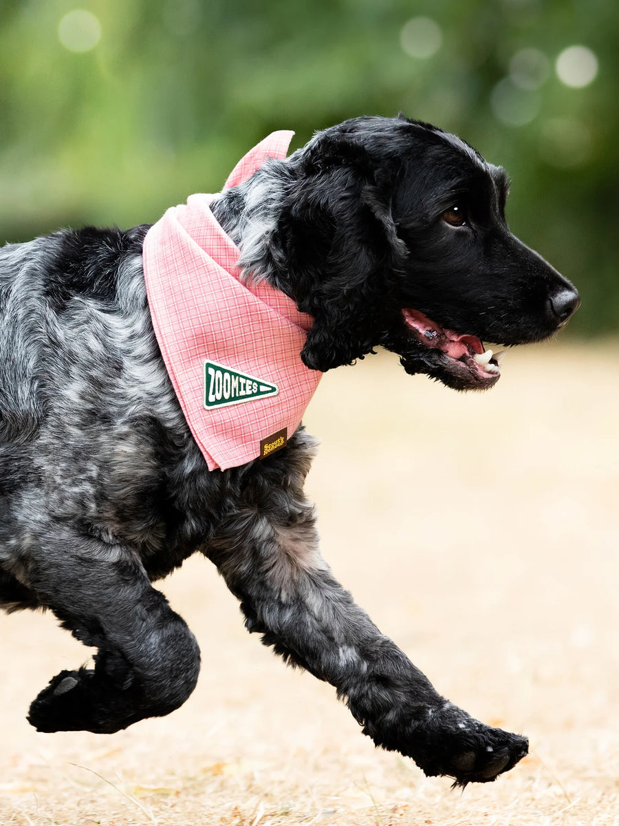 Zoomies Iron-on Patch for Dogs and Cats