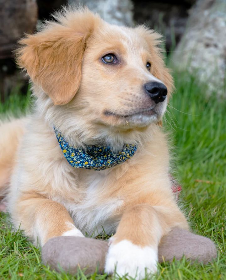Neutral Woolbone Dog Toy