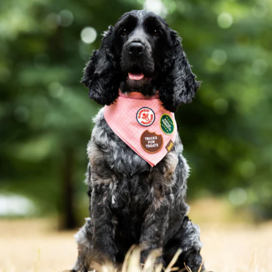 Sloppiest Smoocher Iron-on Patch for Dogs and Cats