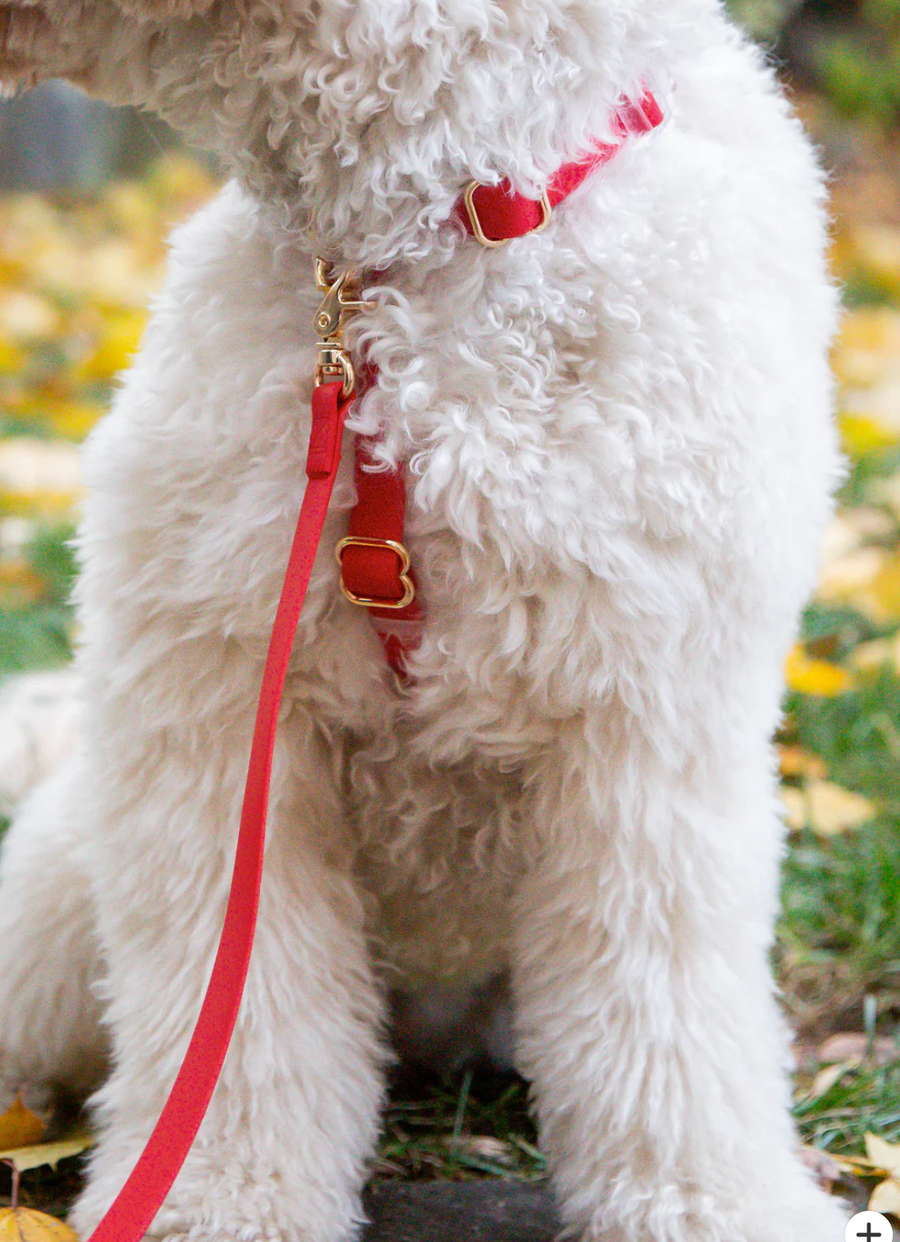 4-in-1 Convertible Hands Free Cloud Dog Leash