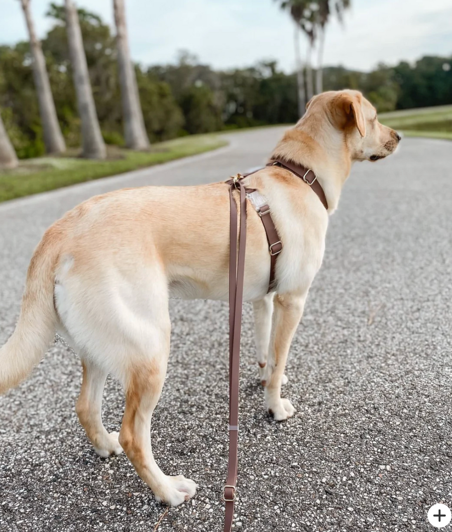 4-in-1 Convertible Hands Free Cloud Dog Leash