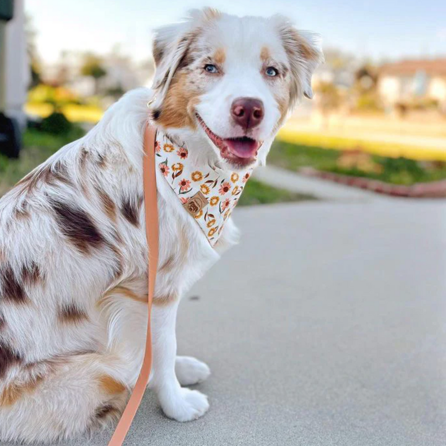 Waterproof Cloud Leash
