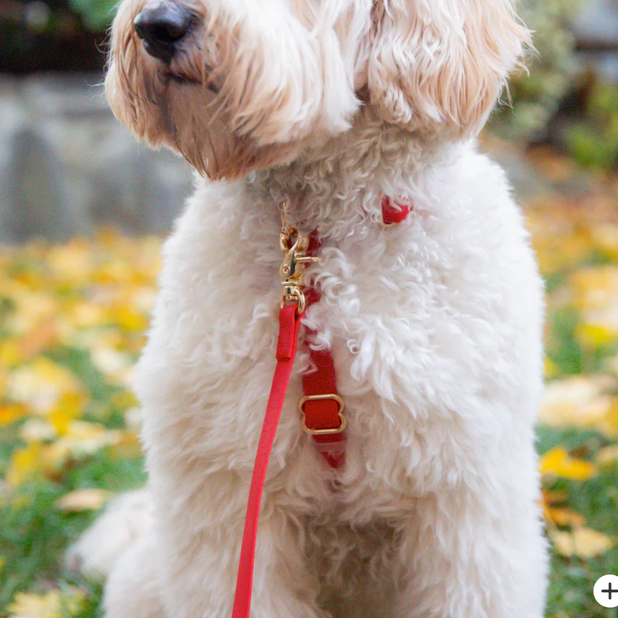Waterproof Cloud Leash