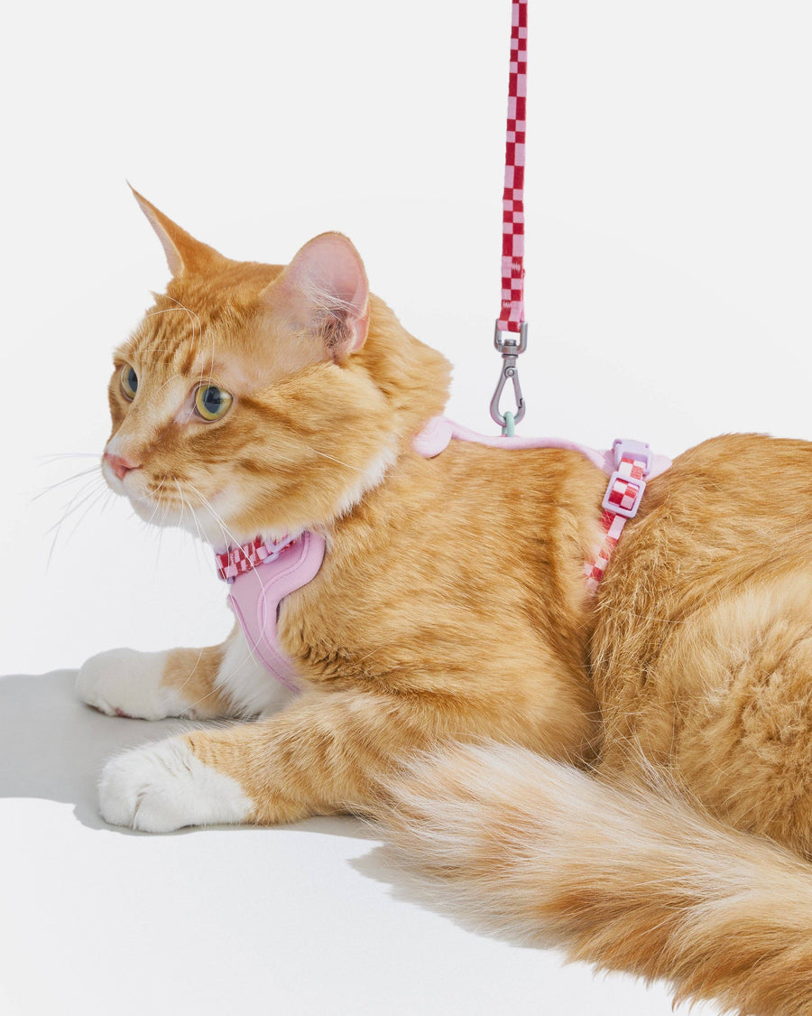 Wild One Cat Harness & Leash