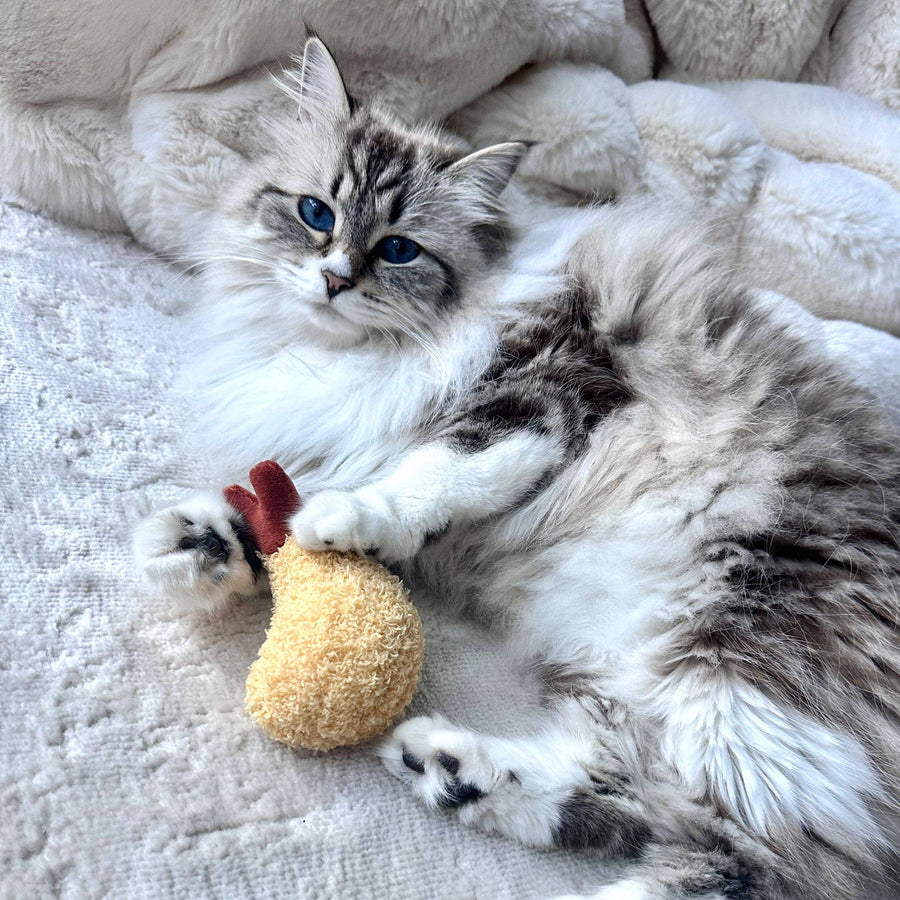 Fluffy cat holding the Kitty Tempura cat toy