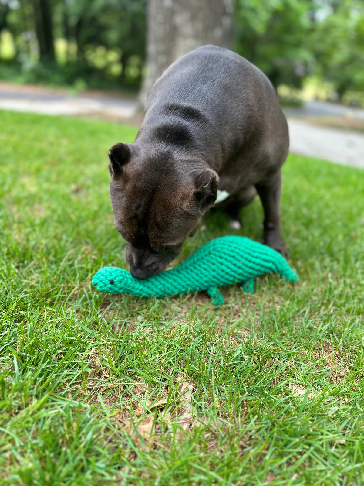 Dog sniffing the Rex the Green Dinosaur Rope Toy on the grass