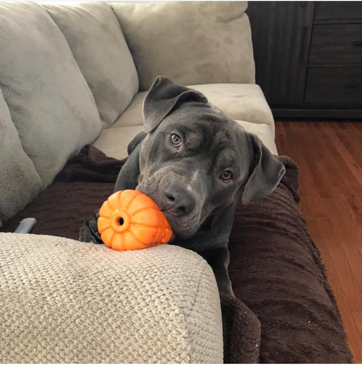 Halloween Jack O' Lantern Chew Toy Treat Dispenser