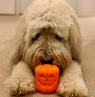 Halloween Jack O' Lantern Chew Toy Treat Dispenser