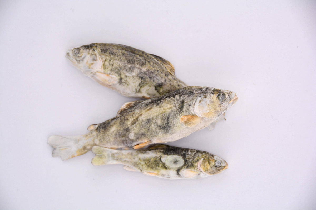 Three Little Trout freeze-dried whole trout fry treats on a light background