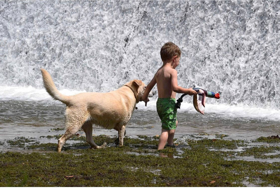 Fly & Fetch Launching Toy Duck