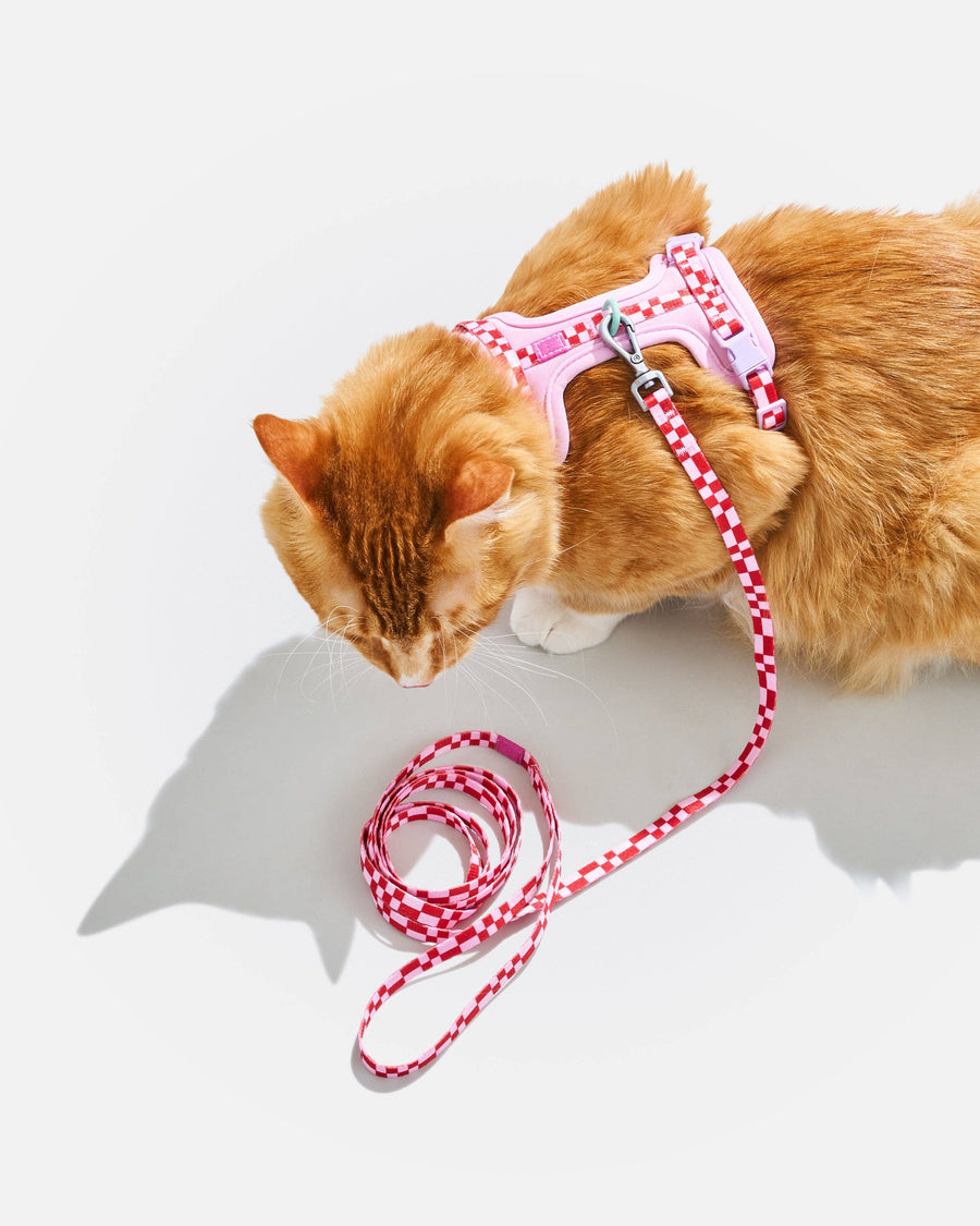Wild One Cat Harness & Leash