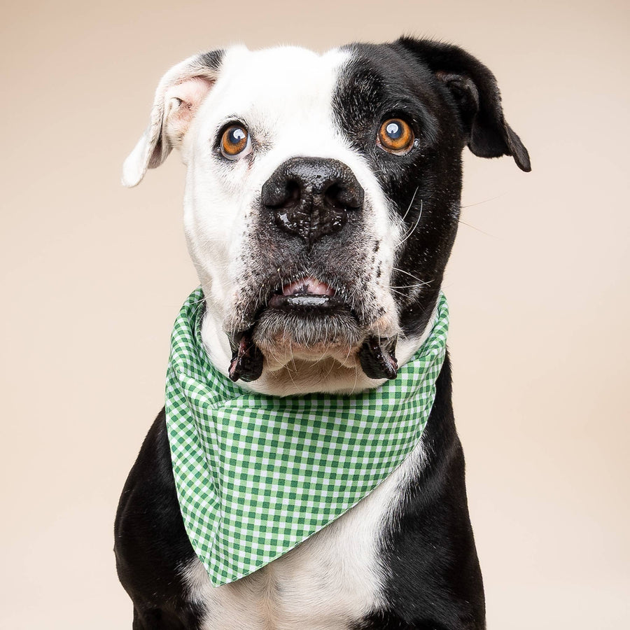 Green Gingham Dog Bandana