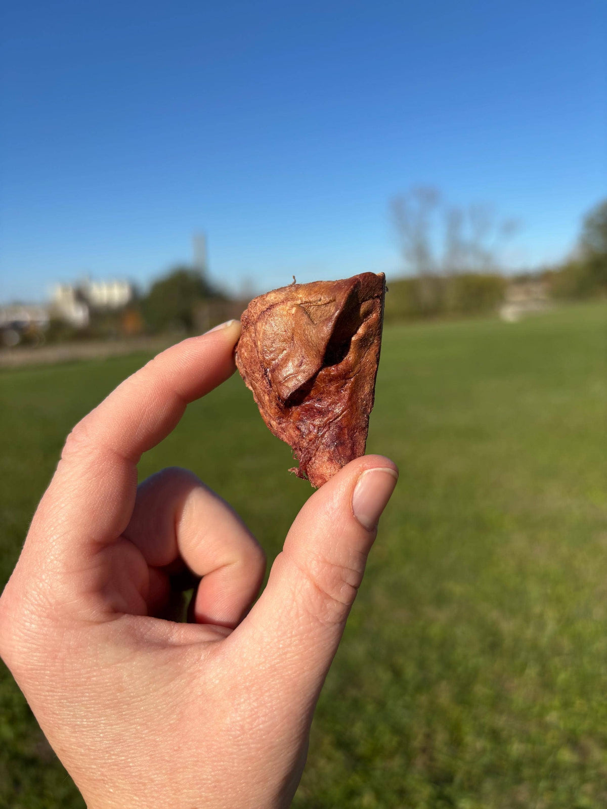 Hand holding a Happy Trout Liver Licks freeze-dried trout liver treat outdoors
