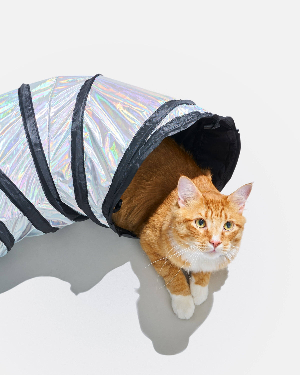 Orange cat sitting in the end of the Wild One Cat Tunnel