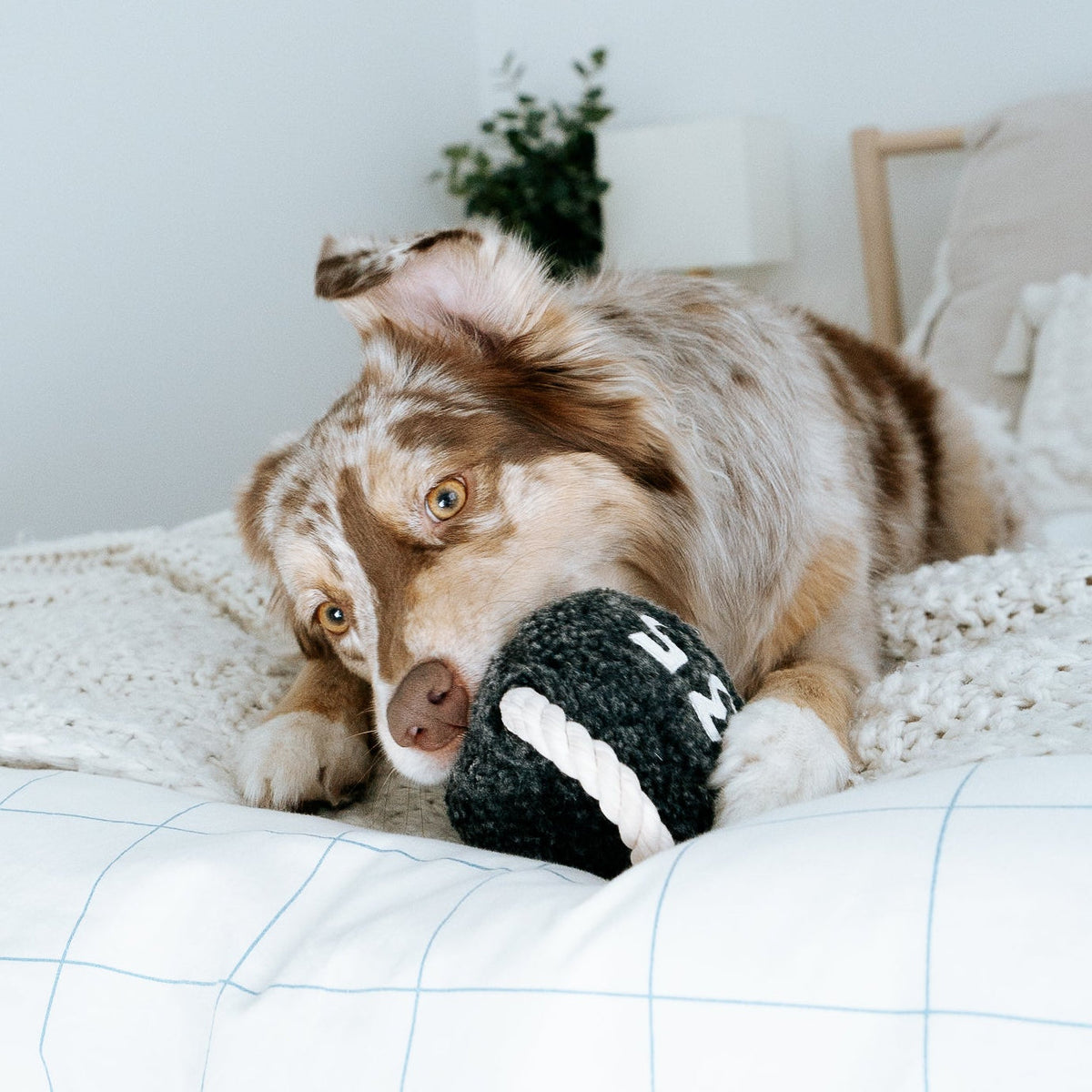 Kettlebell Enrichment Dog Toy lifestyle