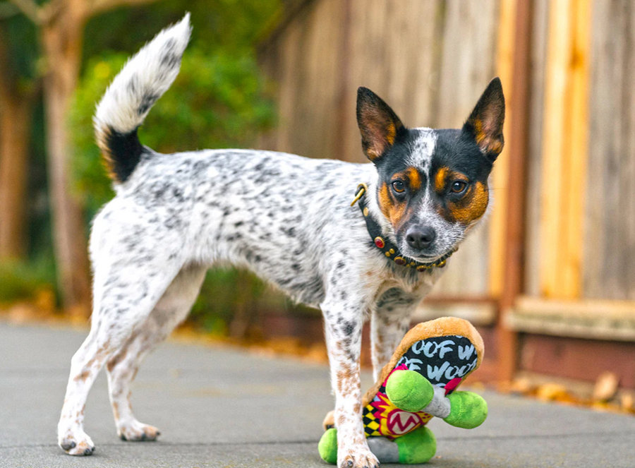 90s Classics Kickflippin' K9 Toy