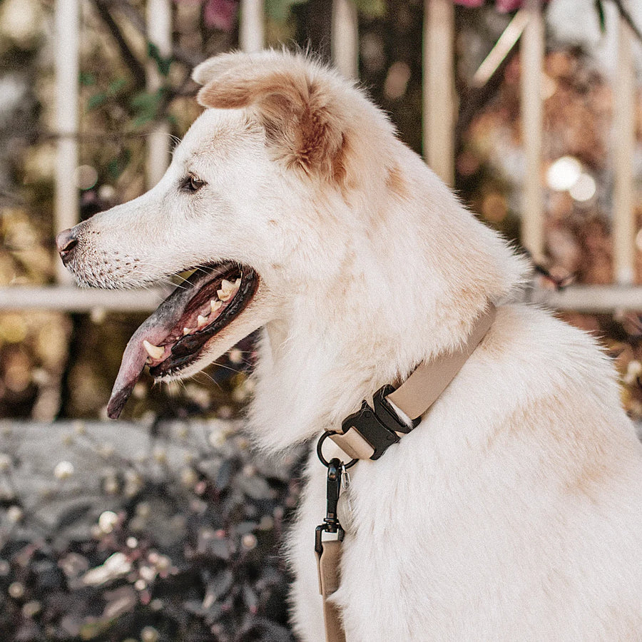 Ava Quick-Release Metal Buckle Collar
