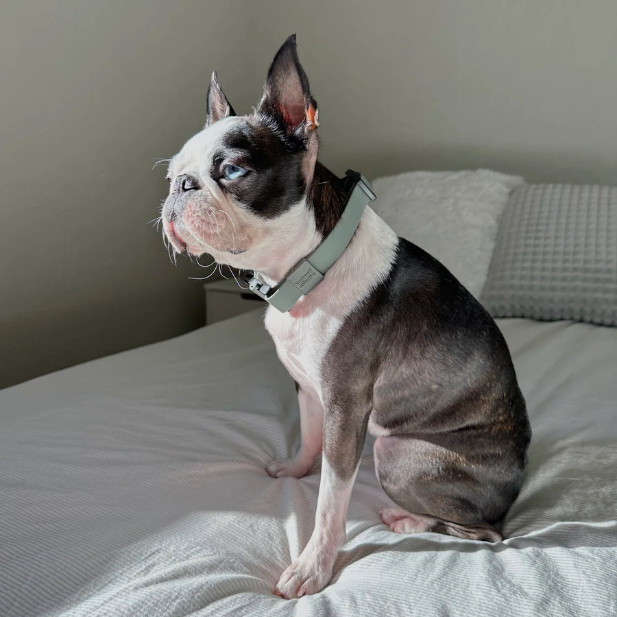 Ava Quick-Release Metal Buckle Collar
