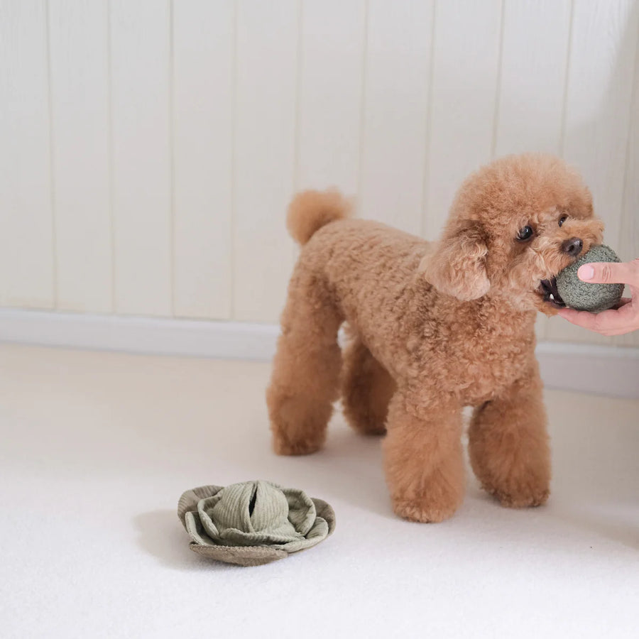 Green Cabbage Enrichment Dog Toy
