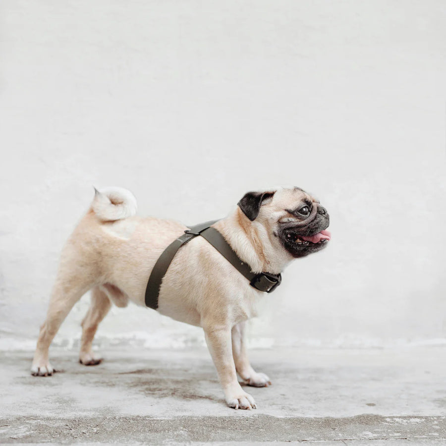 Otto Escape Proof Harness