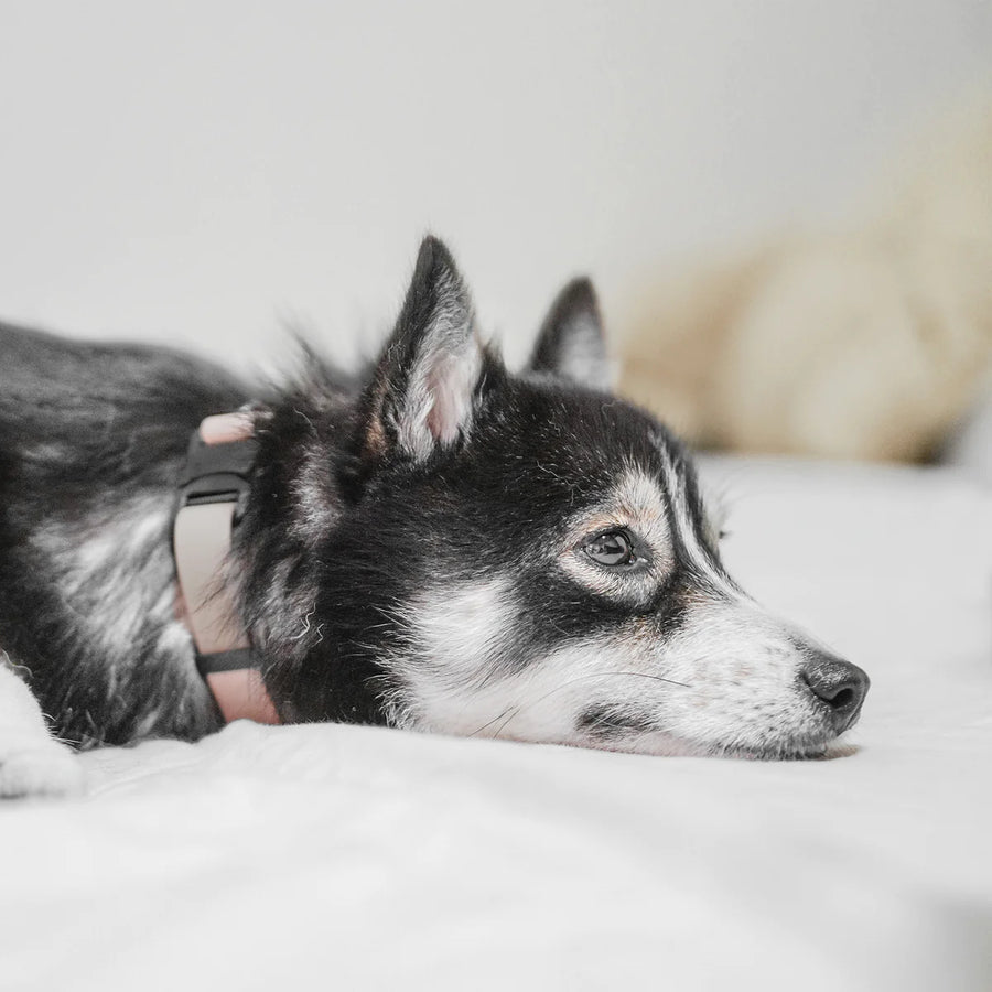 Ava Quick-Release Metal Buckle Collar
