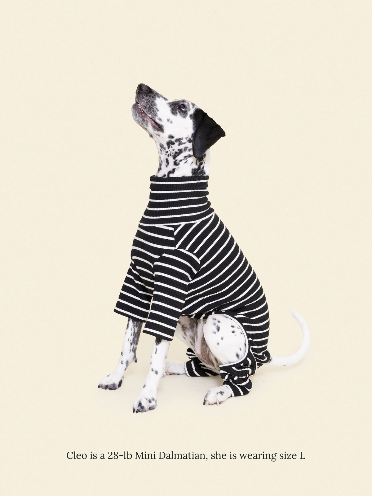 Mini Dalmatian wearing the Little Beast Café in Paris Onesie in size L
