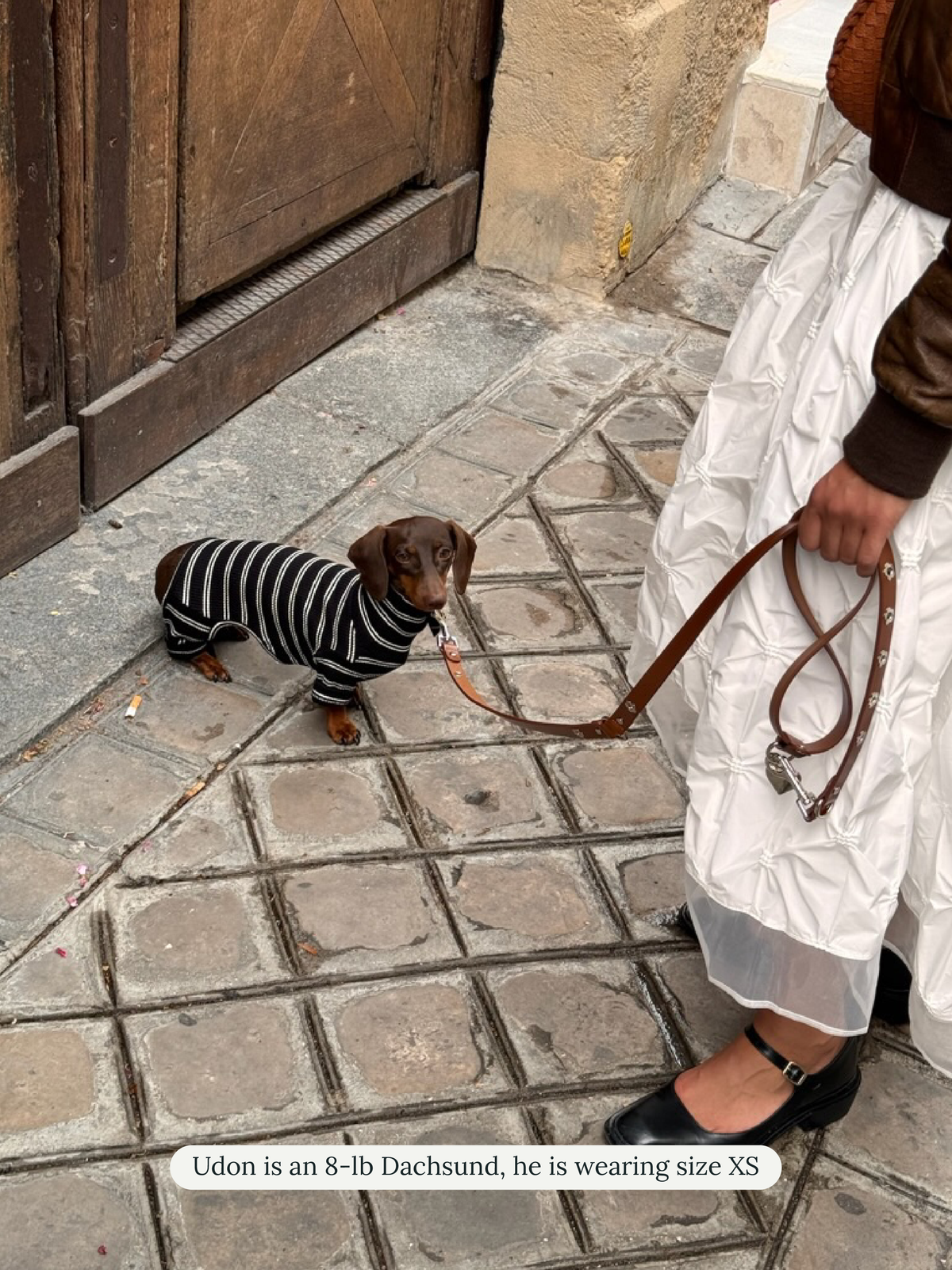 Dog wearing the Little Beast Café in Paris Onesie