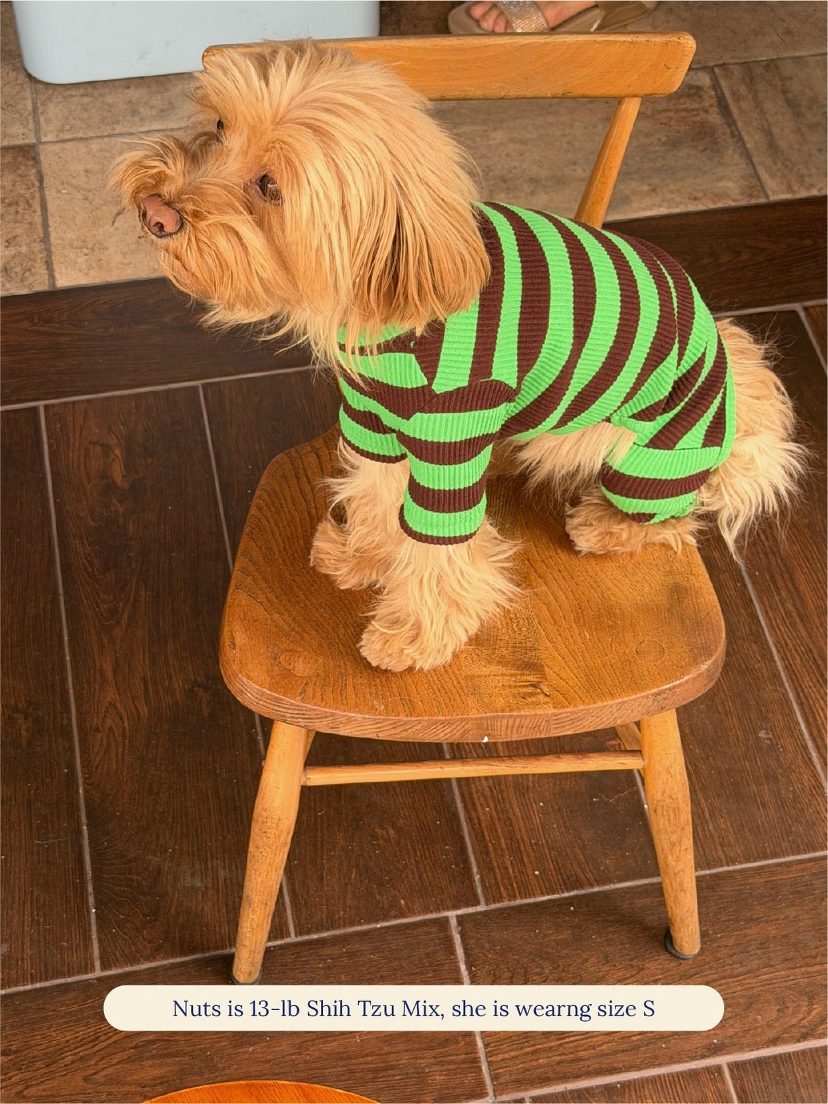 Shih Tzu mix wearing the Little Beast Earth Stripe Onesie in size S, standing on a stool