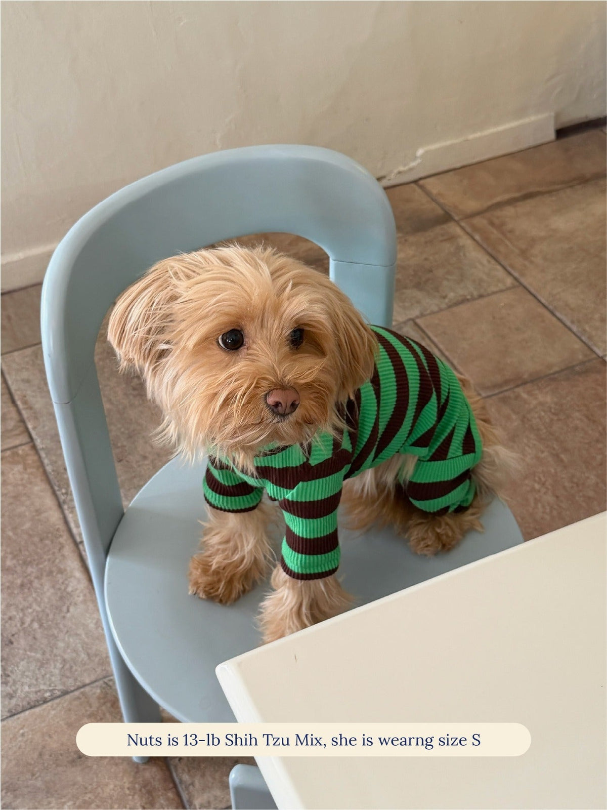 Shih Tzu mix wearing the Little Beast Earth Stripe Onesie in size S, sitting on a chair