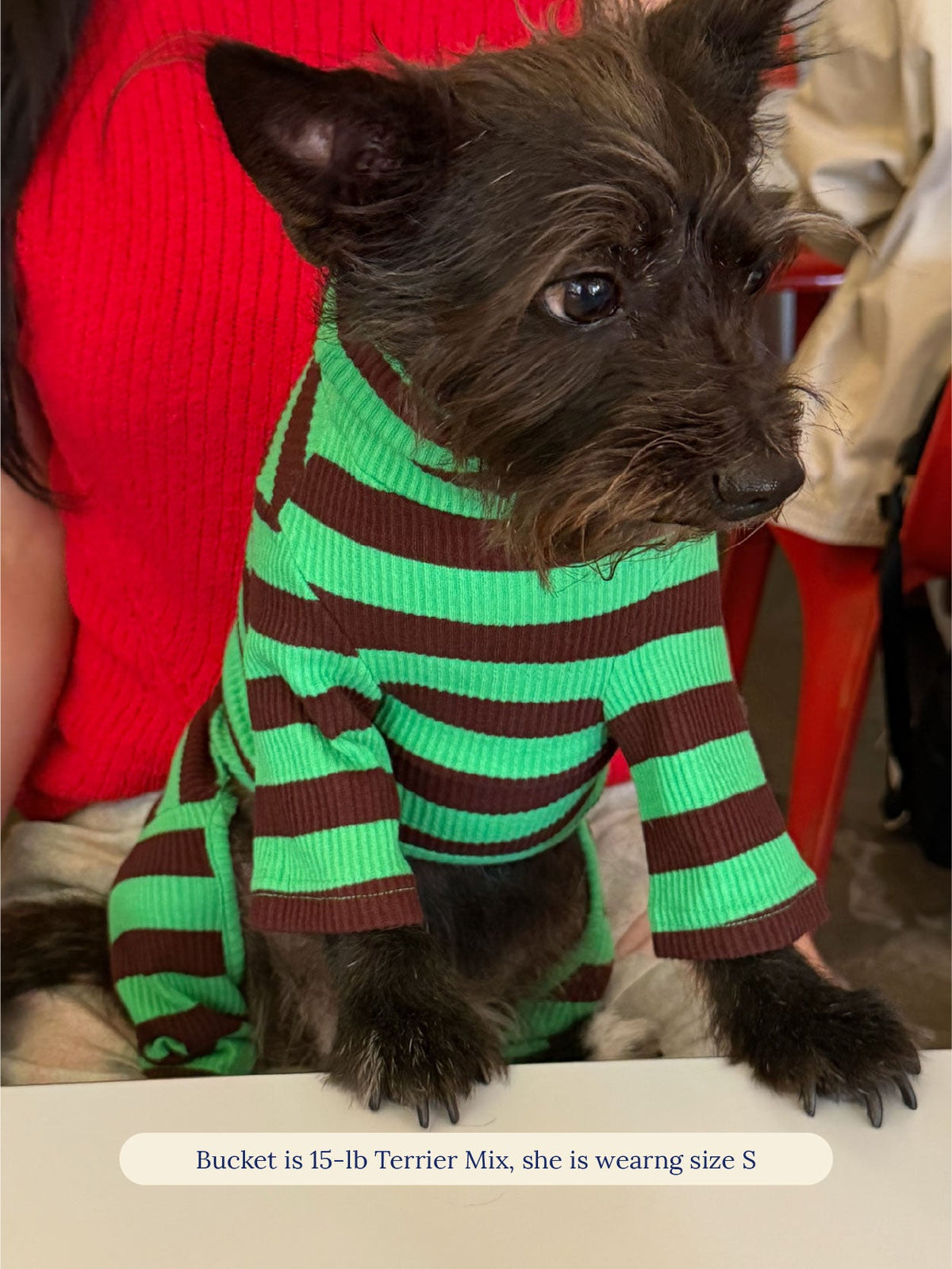 Terrier mix wearing the Little Beast Earth Stripe Onesie in size S