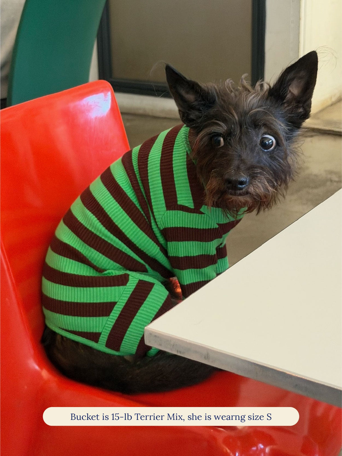 Terrier mix in the Little Beast Earth Stripe Onesie sitting at a table