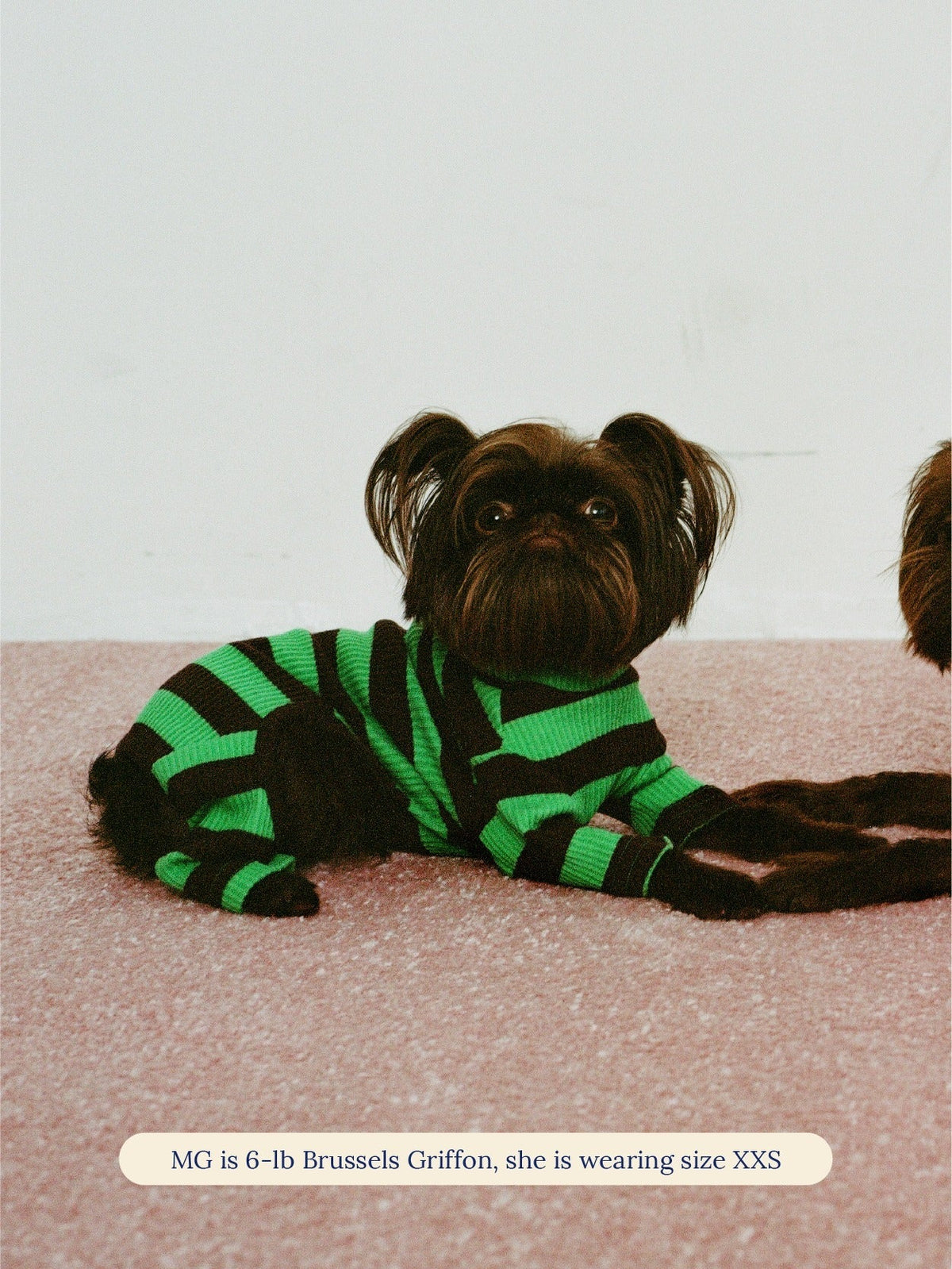Brussels Griffon wearing the Little Beast Earth Stripe Onesie in size XXS