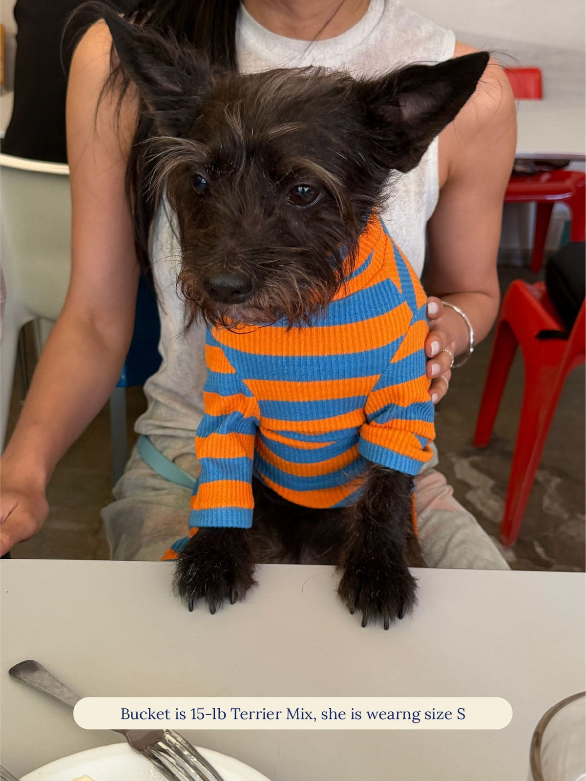 Terrier mix in the Little Beast OG Stripe Onesie sitting on a lap