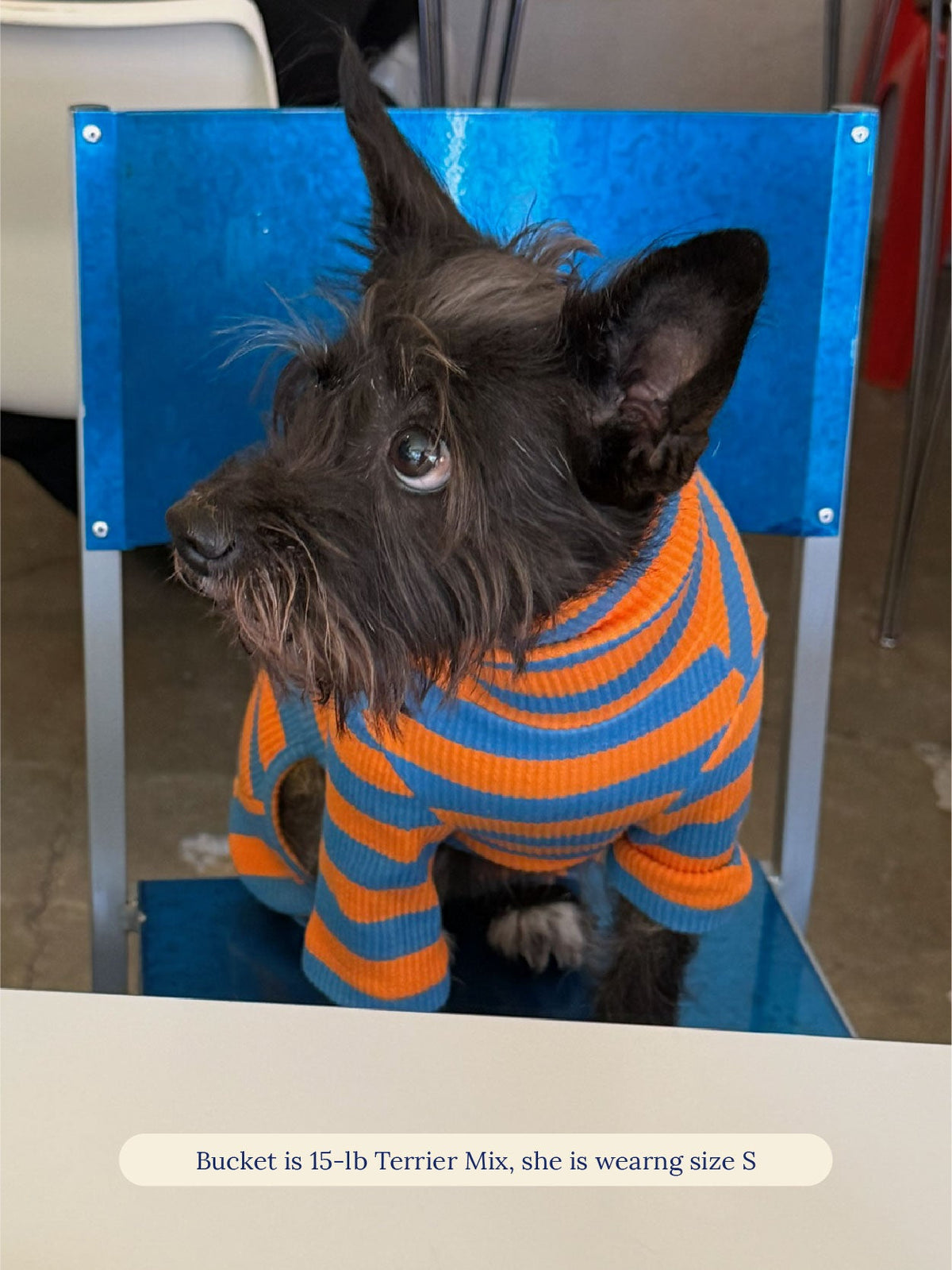 Terrier mix wearing the Little Beast OG Stripe Onesie in size S on a blue chair
