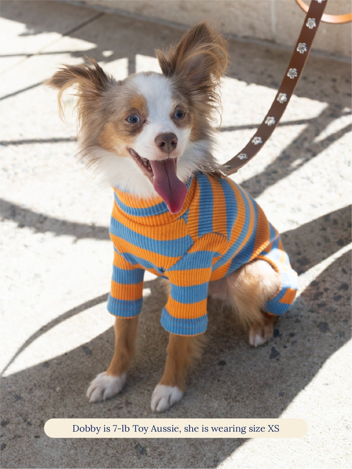 Toy Aussie wearing the Little Beast OG Stripe Onesie in size XS on a walk