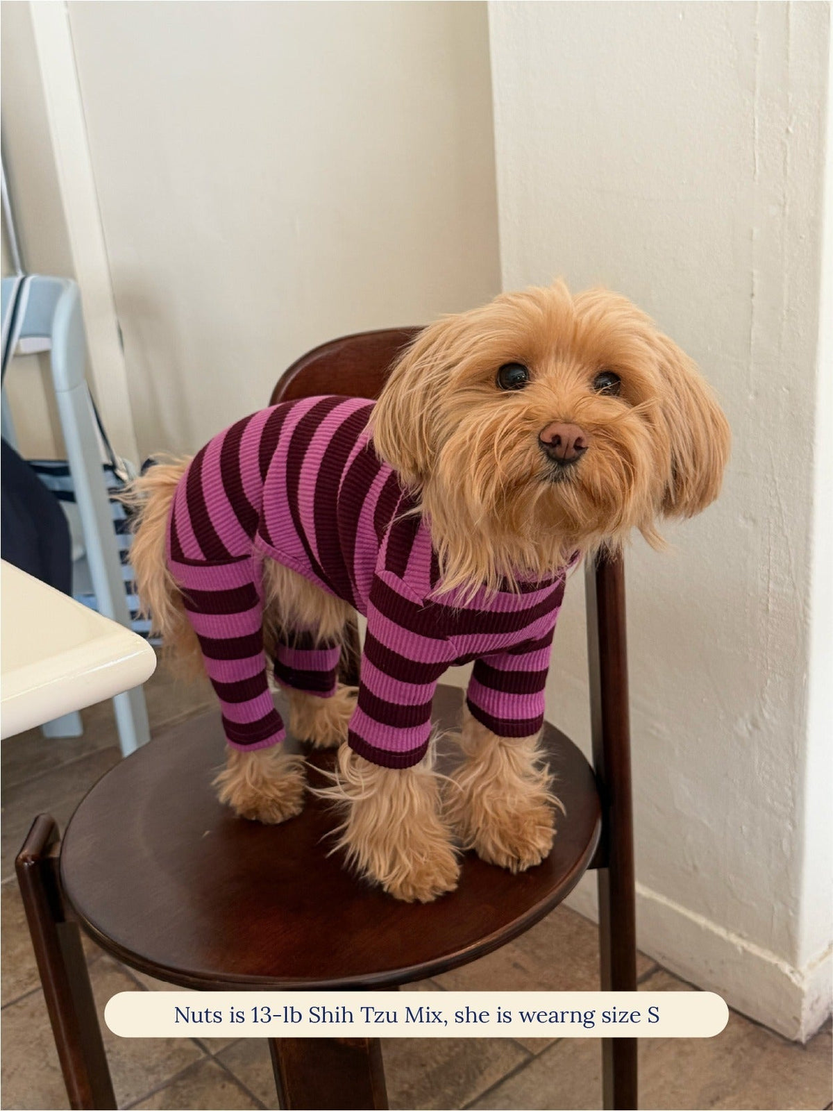 Shih Tzu mix wearing the Little Beast PBJ Stripe Onesie in size S on a chair