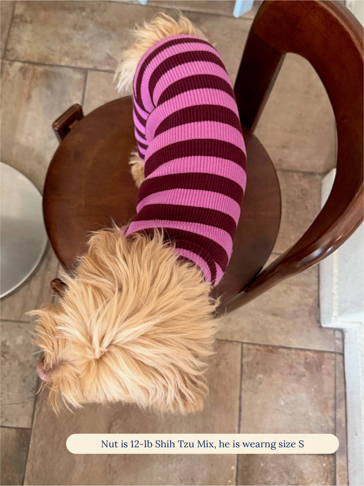 Shih Tzu mix in the Little Beast PBJ Stripe Onesie, back view
