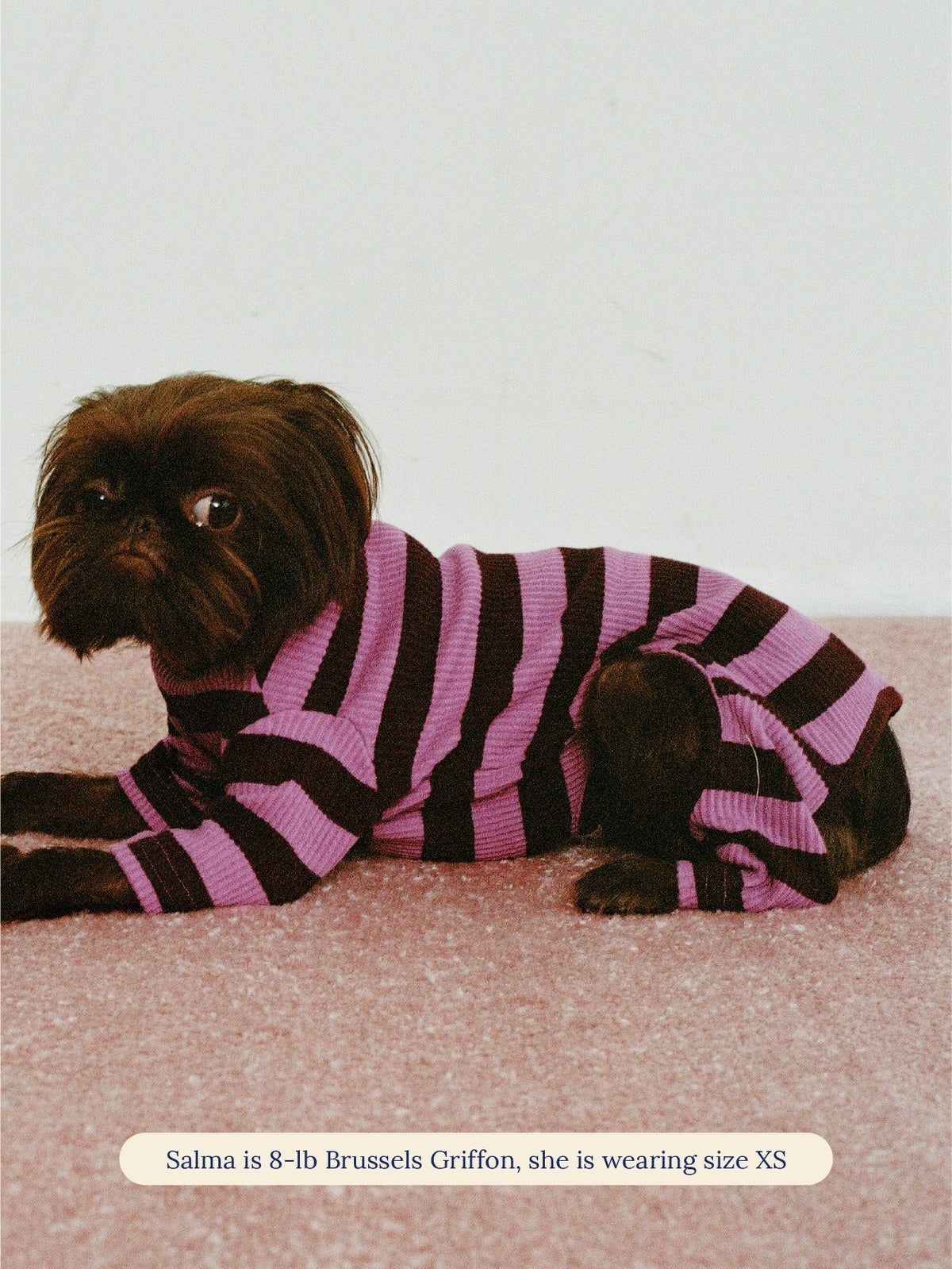 Brussels Griffon wearing the Little Beast PBJ Stripe Onesie in size XS